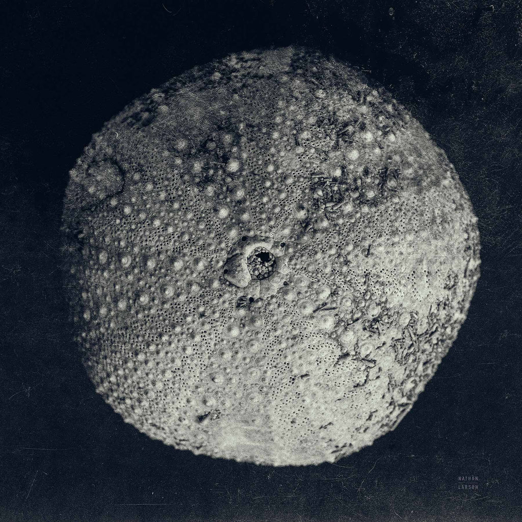 Urchin Still Life III