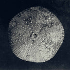 Urchin Still Life III