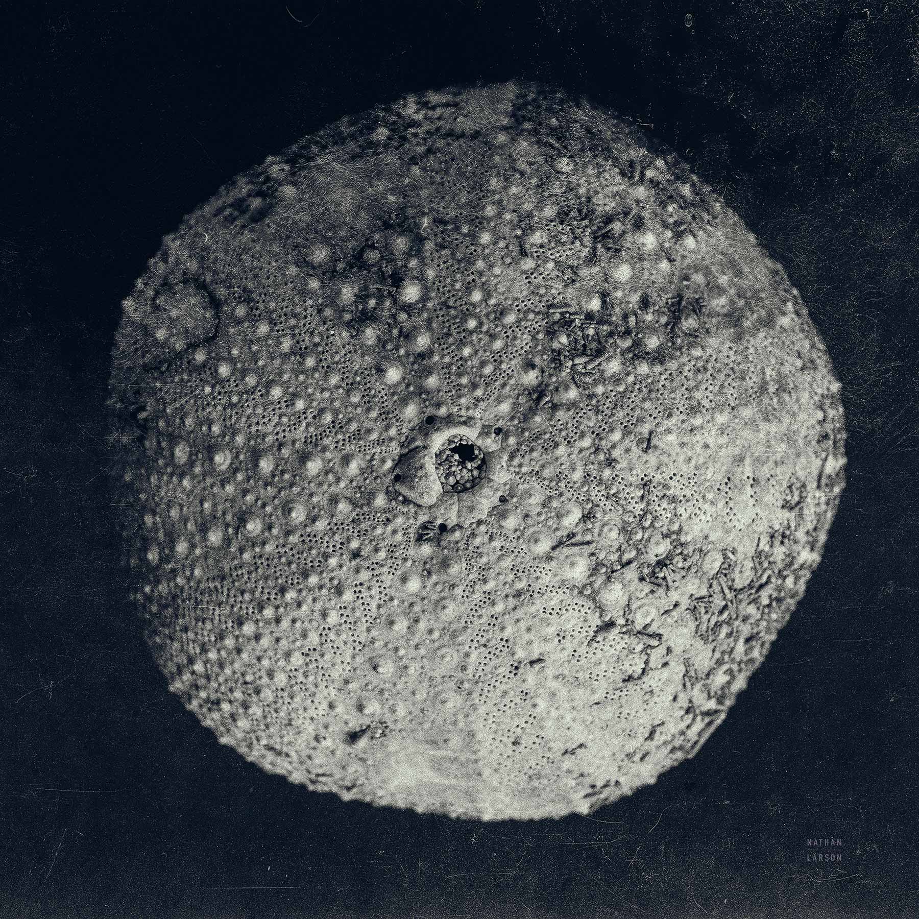 Urchin Still Life III