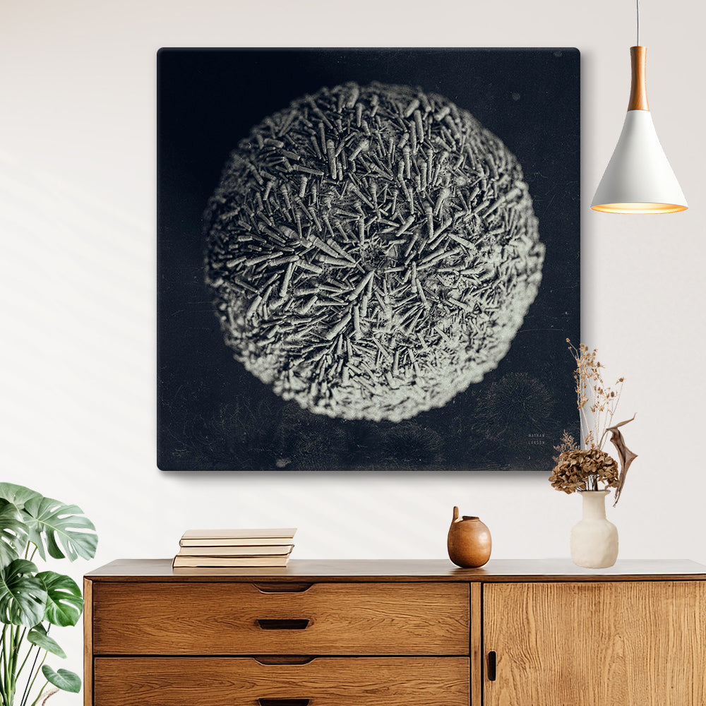 Urchin Still Life IV