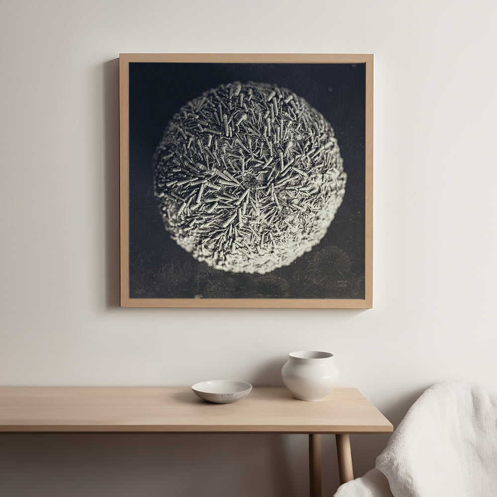 Urchin Still Life IV