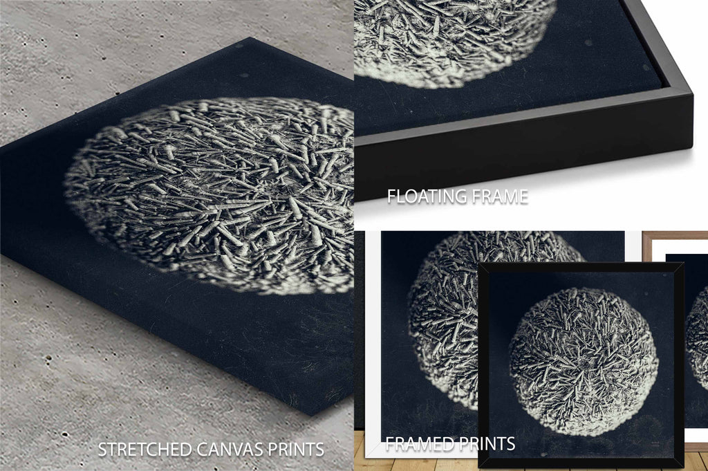 Urchin Still Life IV