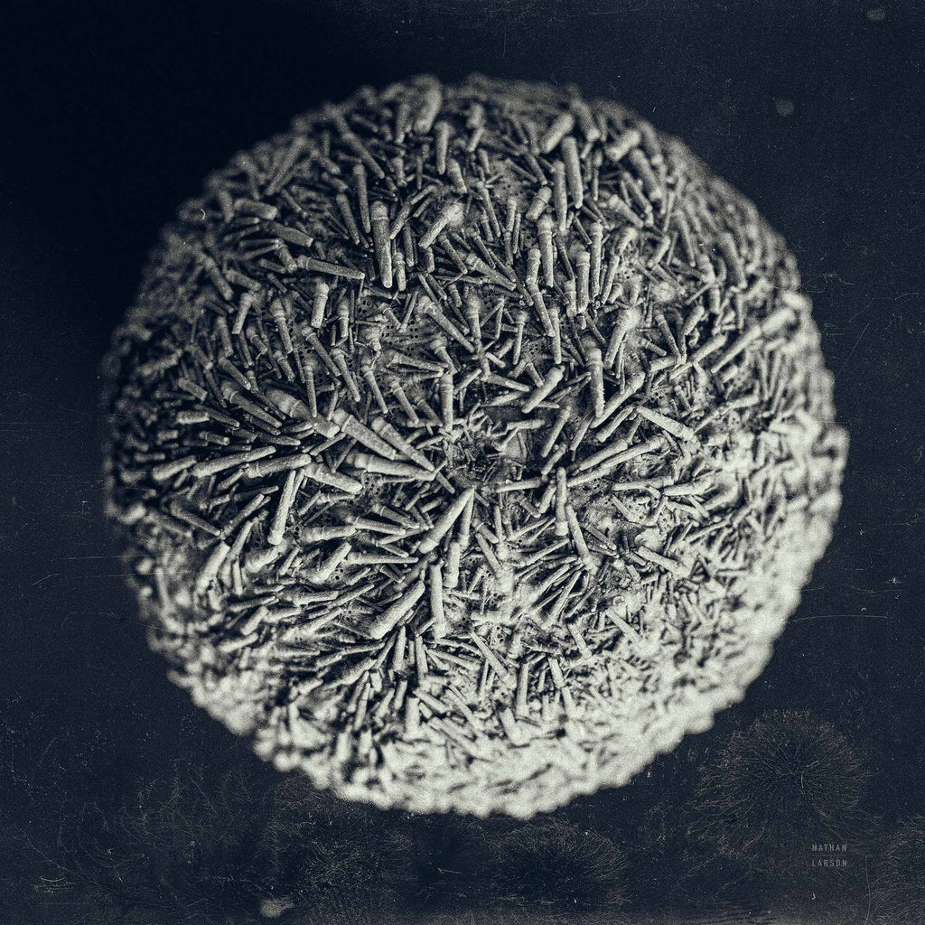 Urchin Still Life IV