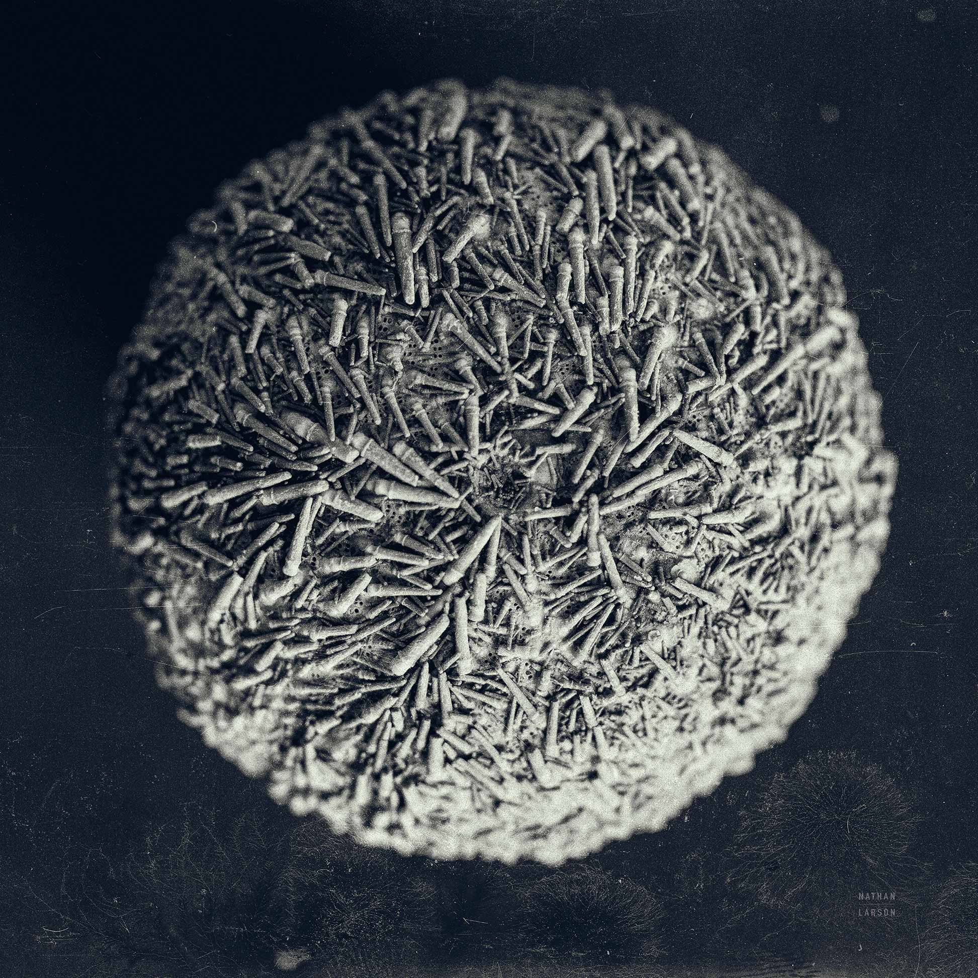 Urchin Still Life IV