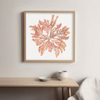 Pacific Sea Mosses IV White