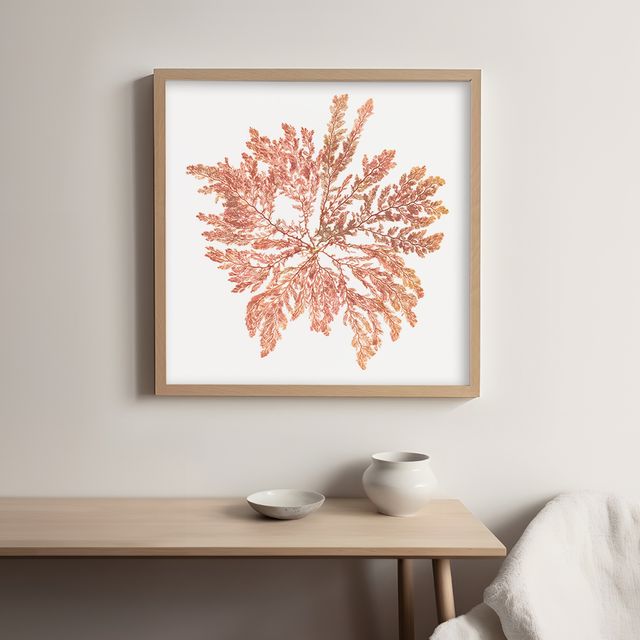 Pacific Sea Mosses IV White