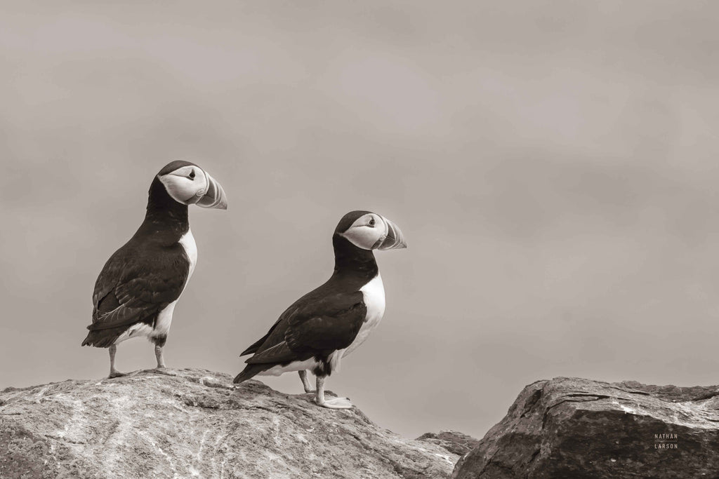 Atlantic Puffin Pair Sepia
