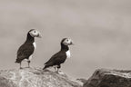 Atlantic Puffin Pair Sepia