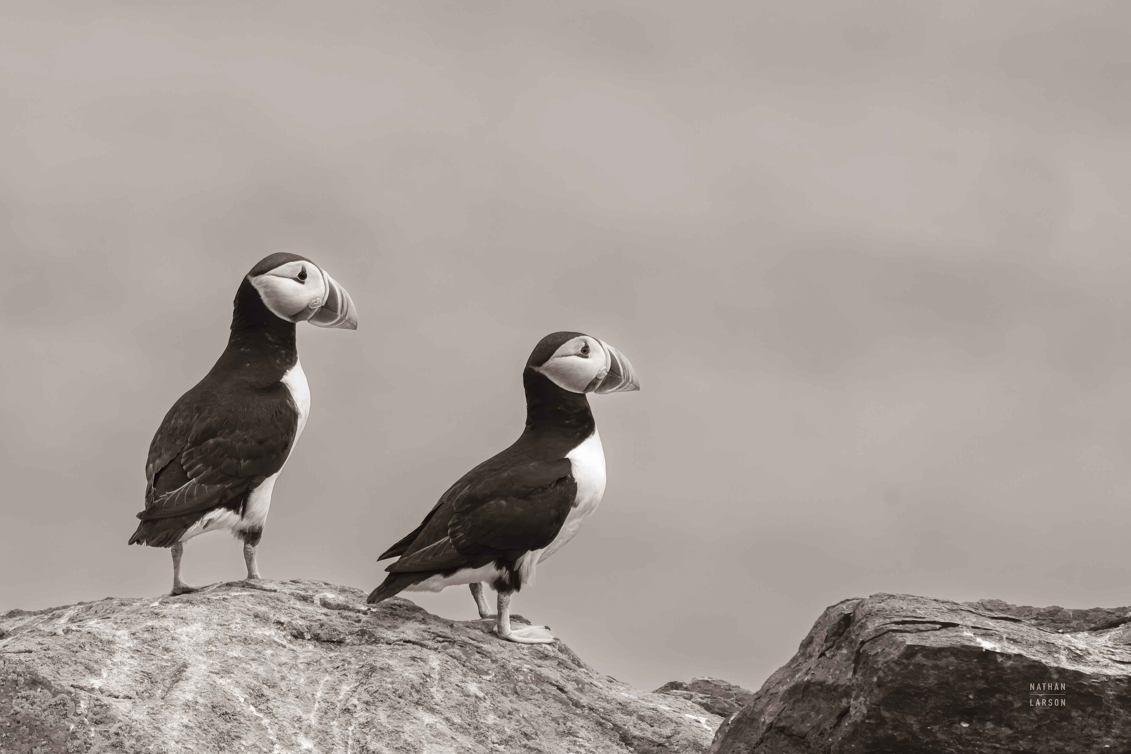 Atlantic Puffin Pair Sepia