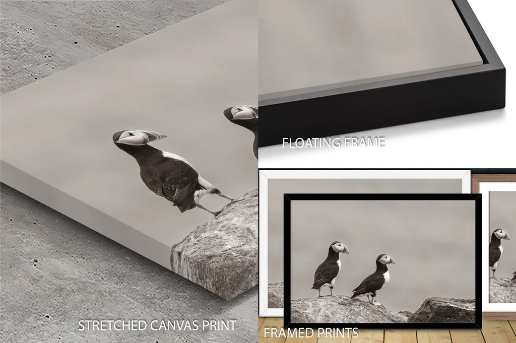 Atlantic Puffin Pair Sepia