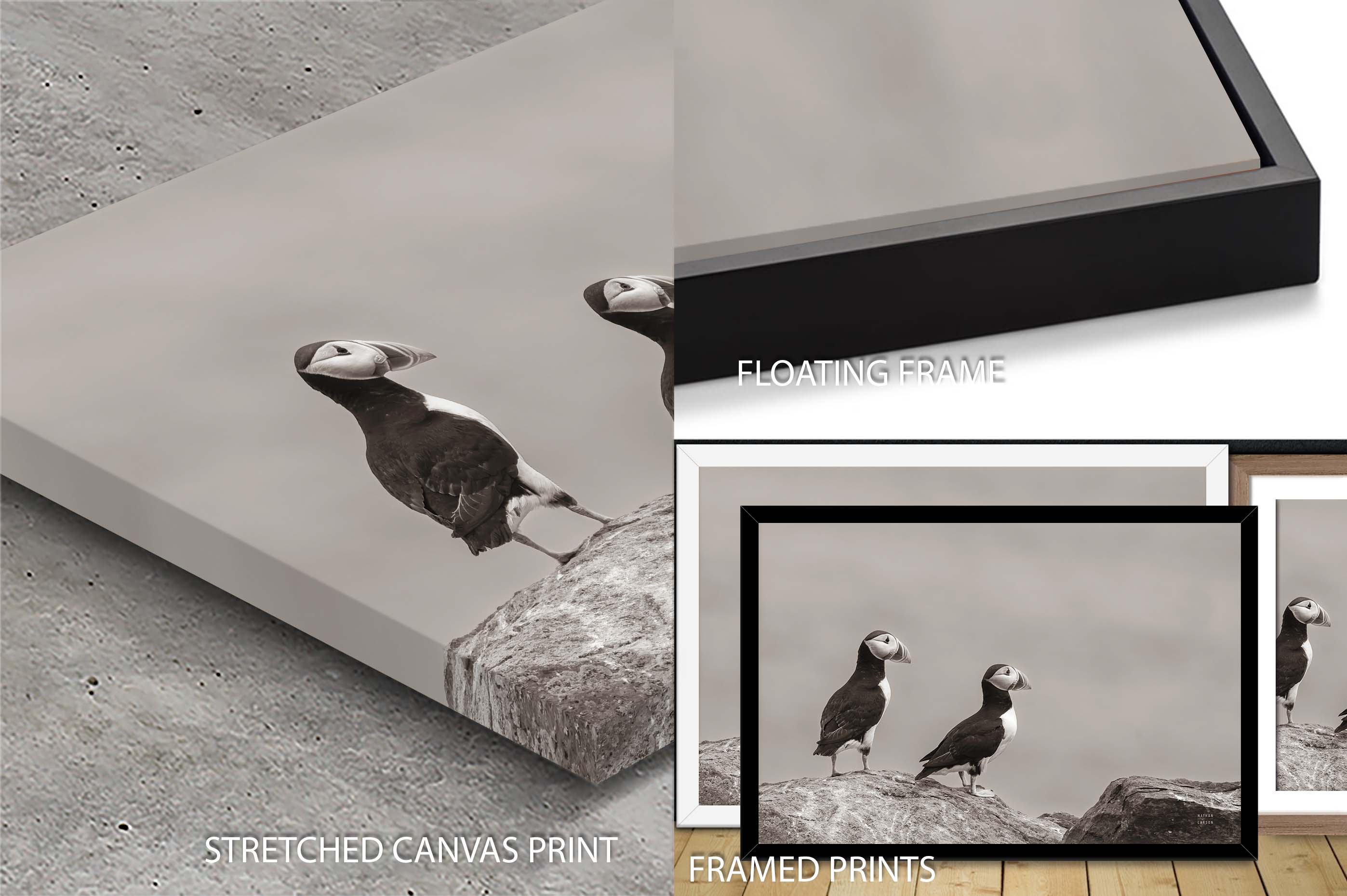 Atlantic Puffin Pair Sepia