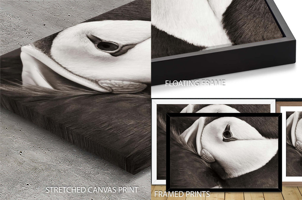 Atlantic Puffin Tucked BW