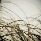 Beach Grass Diptych by Deborah Revell