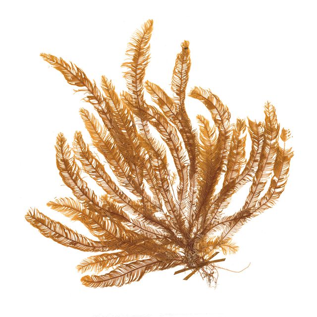 Pacific Sea Mosses VII White — open sea art print at Salt and Sol Australia — printed in Australia