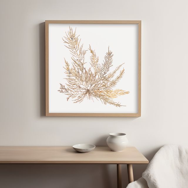 Pacific Sea Mosses XII White