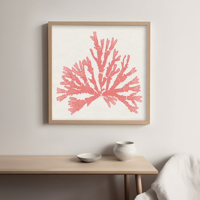 Pacific Sea Mosses IV