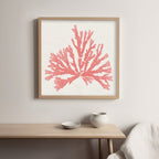 Pacific Sea Mosses IV