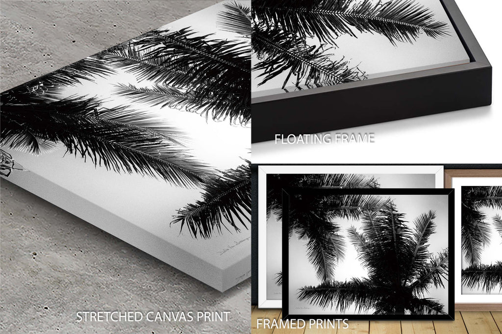 Palm Tree Looking Up I