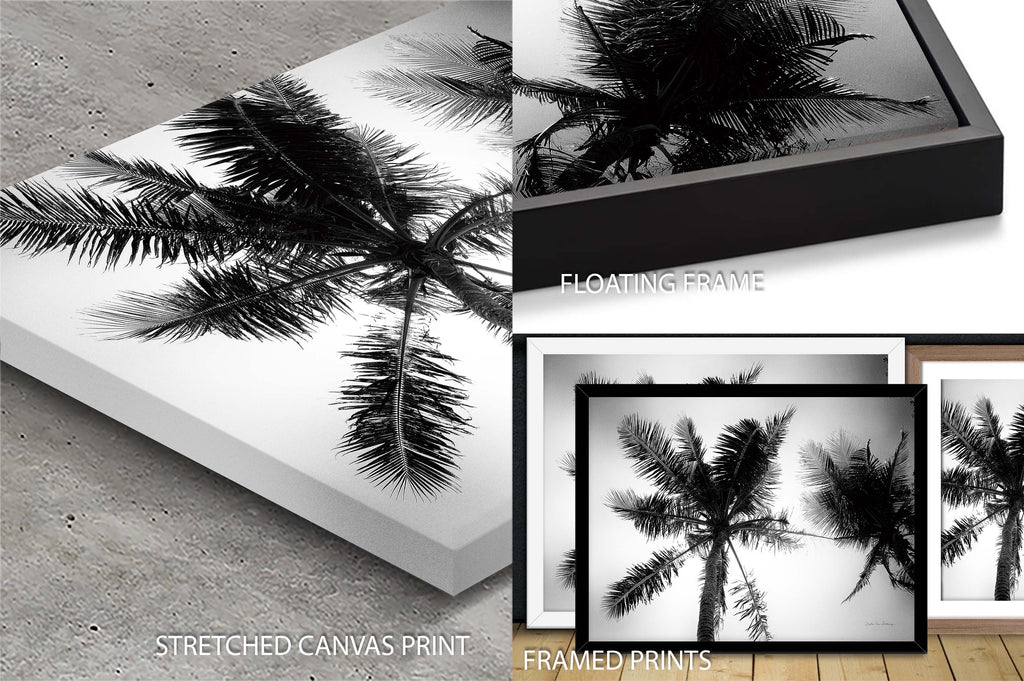 Palm Tree Looking Up II