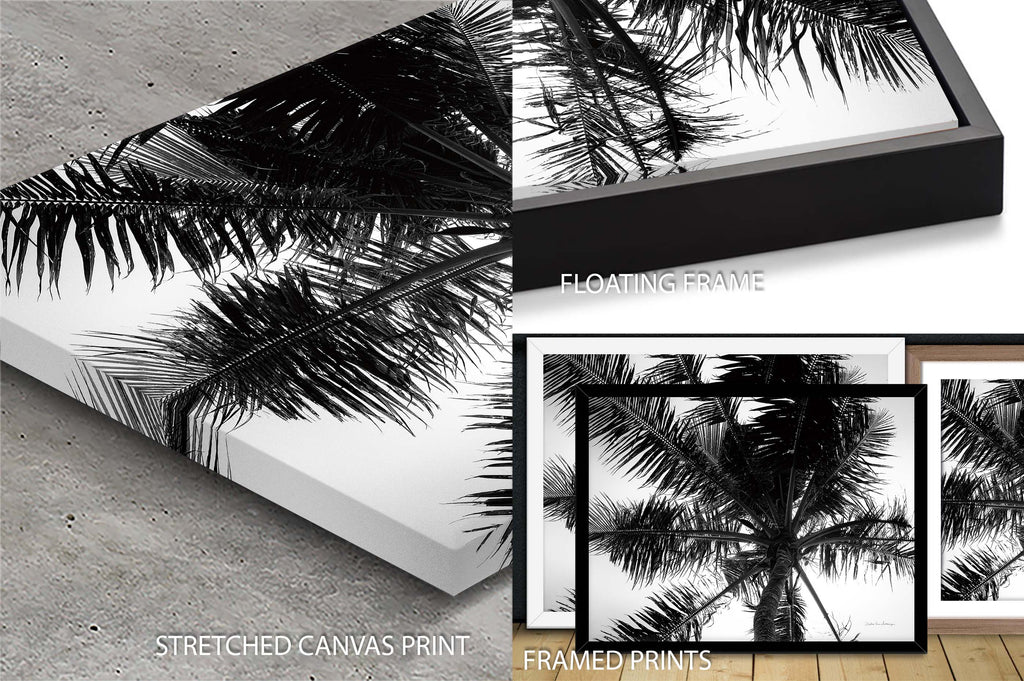 Palm Tree Looking Up III