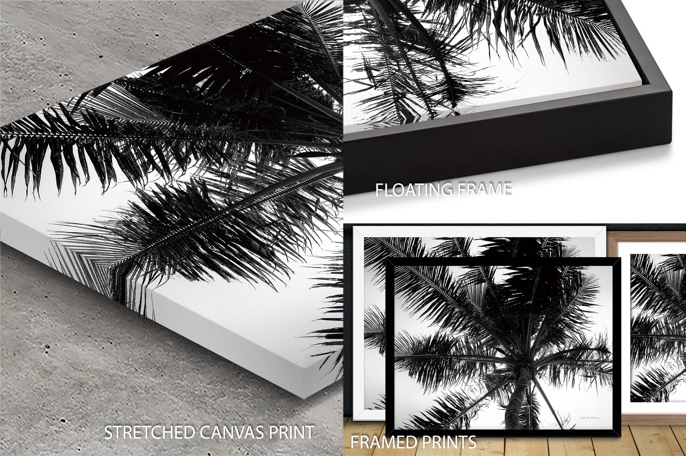 Palm Tree Looking Up III