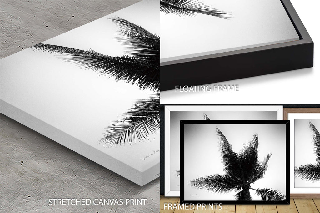 Palm Tree Looking Up IV