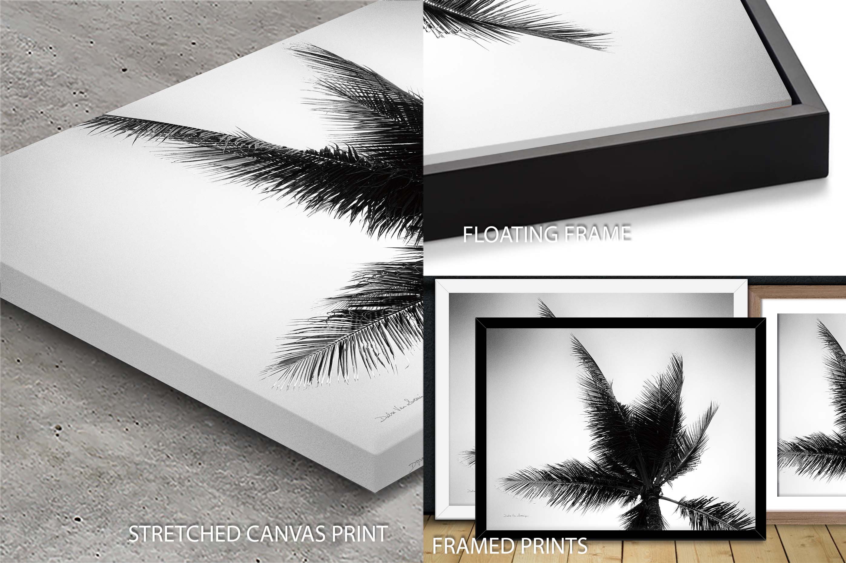 Palm Tree Looking Up IV