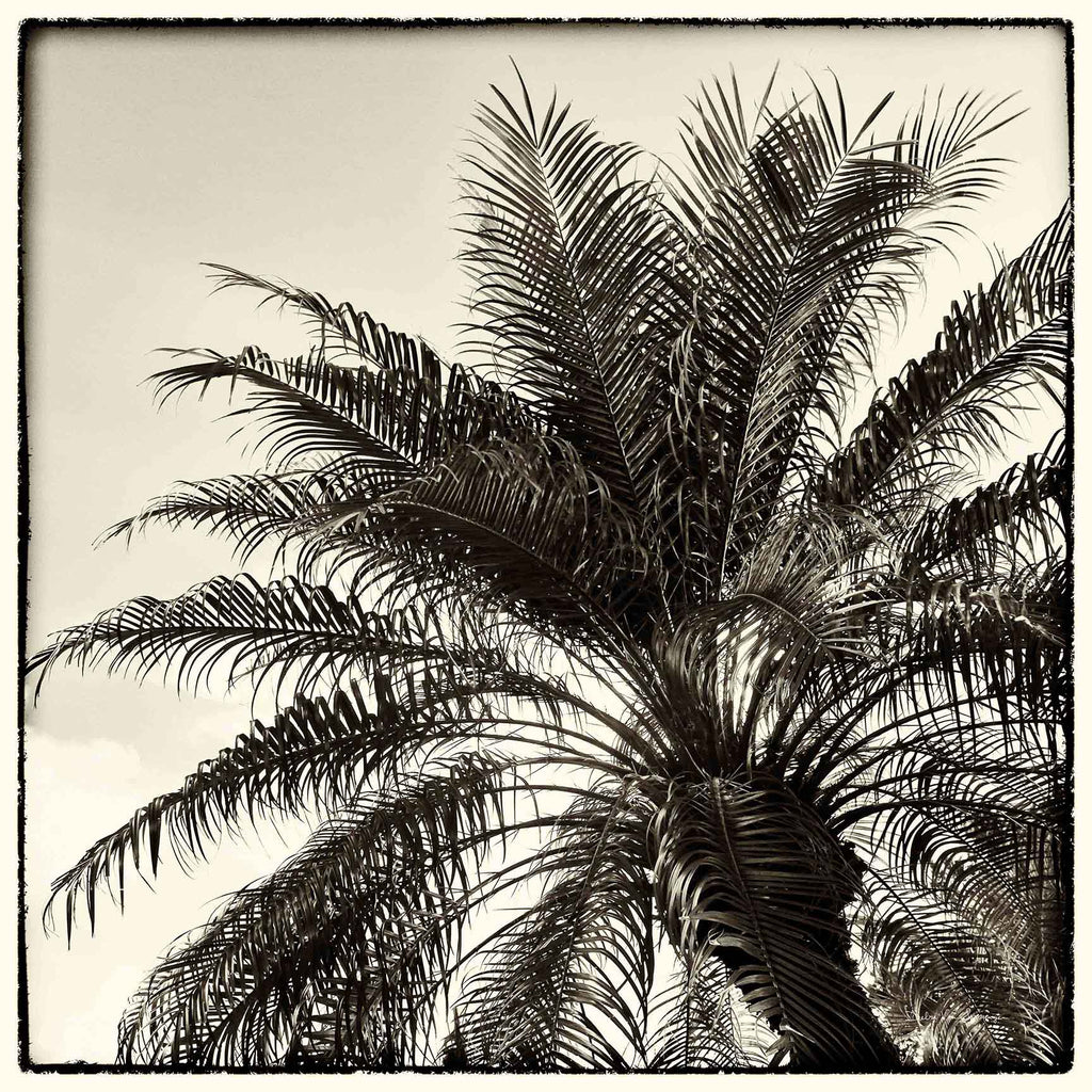 Palm Tree Sepia I