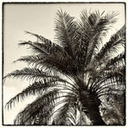 Palm Tree Sepia I