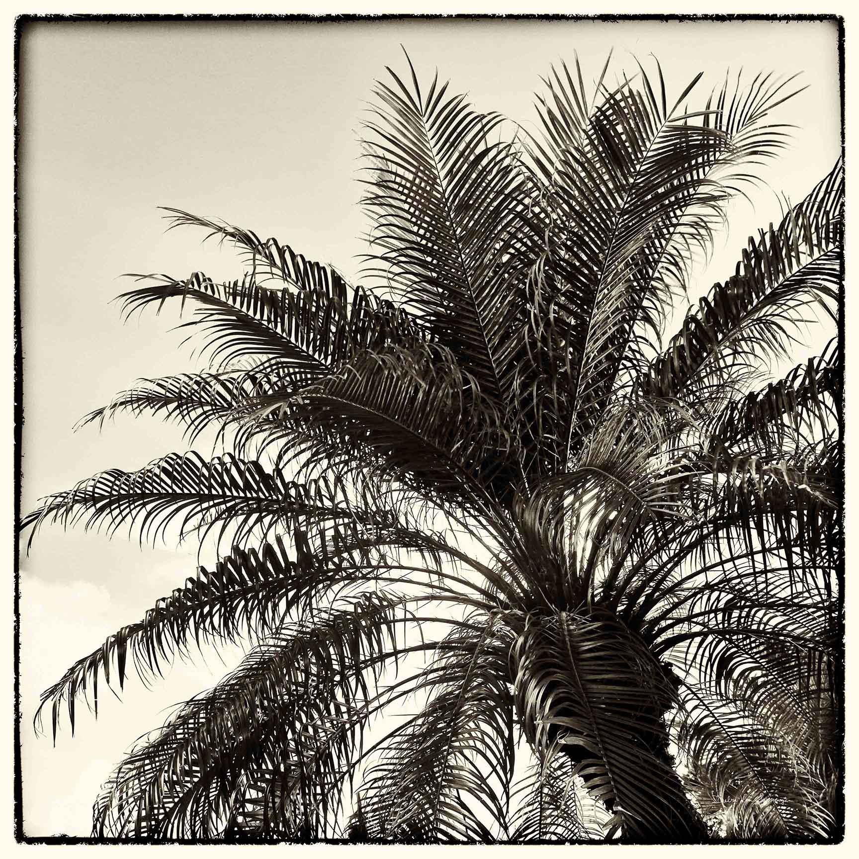 Palm Tree Sepia I