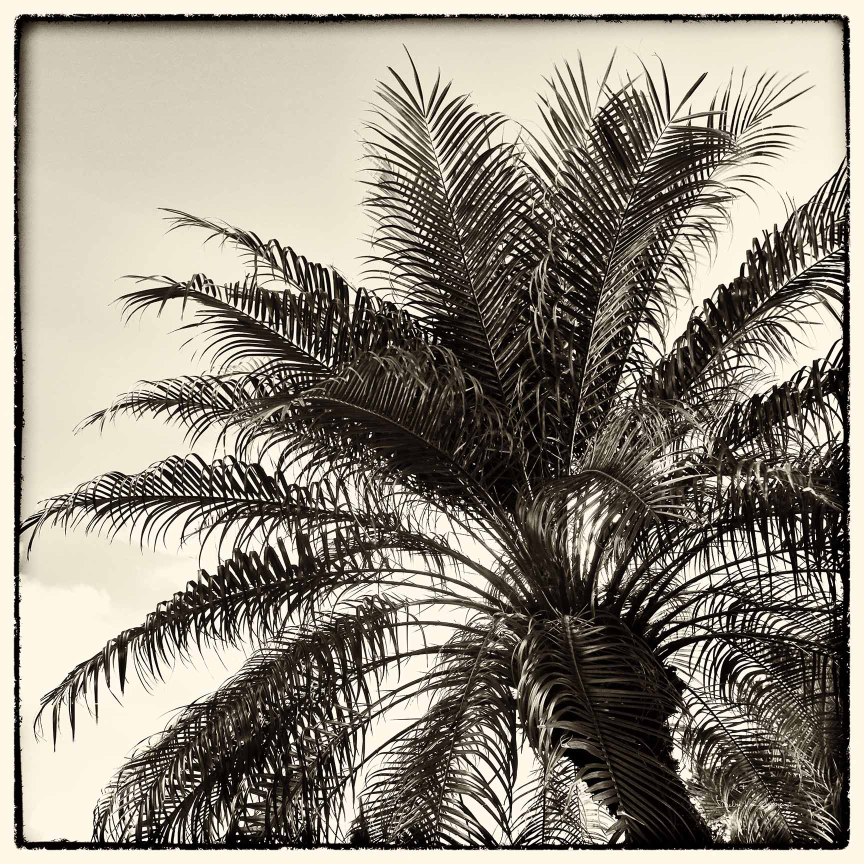 Palm Tree Sepia I & II – Square Photographic Diptych
