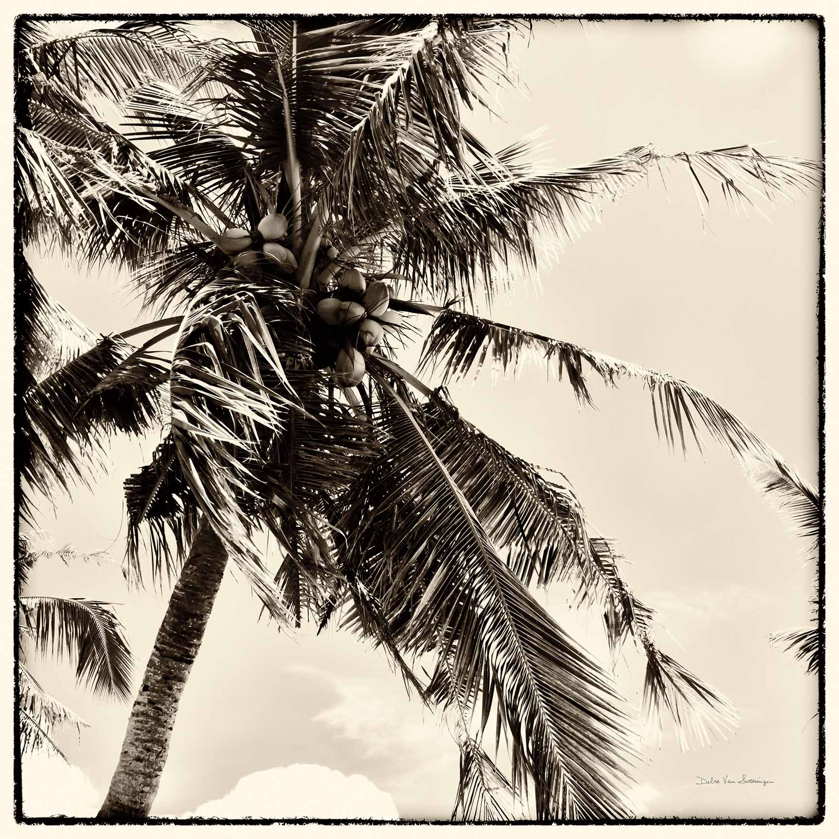 Palm Tree Sepia I & II – Square Photographic Diptych