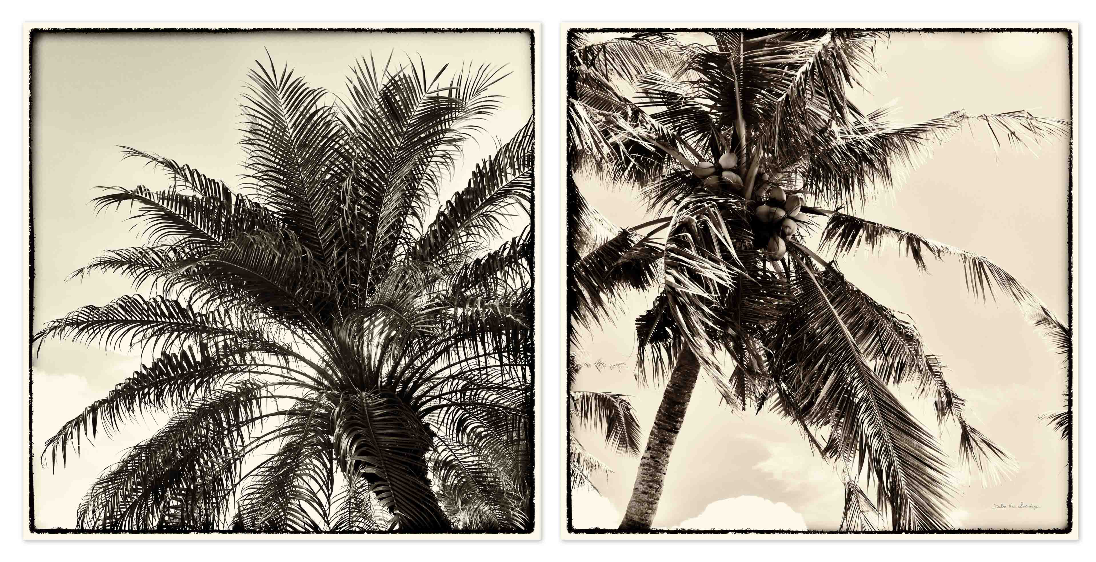 Palm Tree Sepia I & II – Square Photographic Diptych