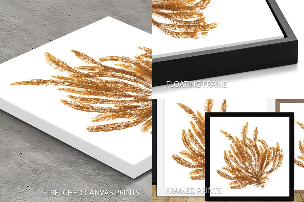 Pacific Sea Mosses VII White