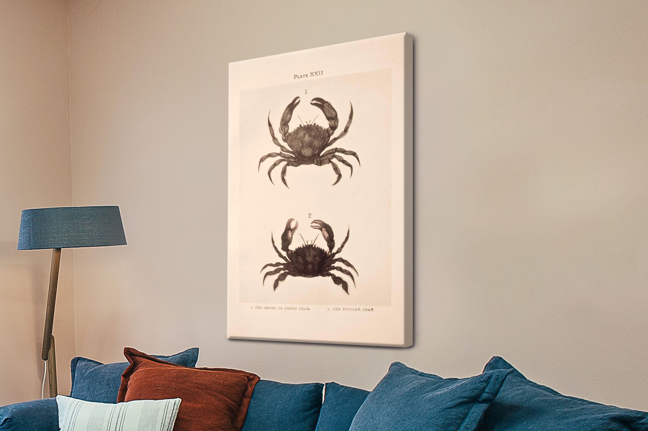 Shore and Fiddler Crab