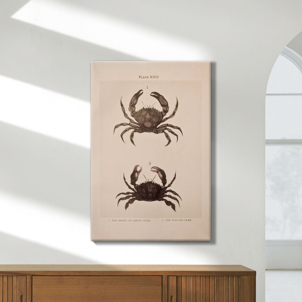 Shore and Fiddler Crab