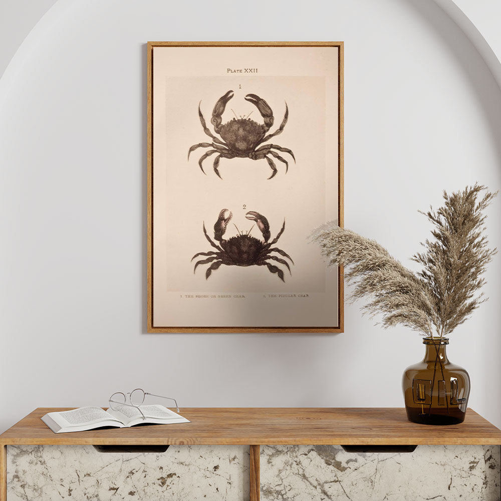 Shore and Fiddler Crab