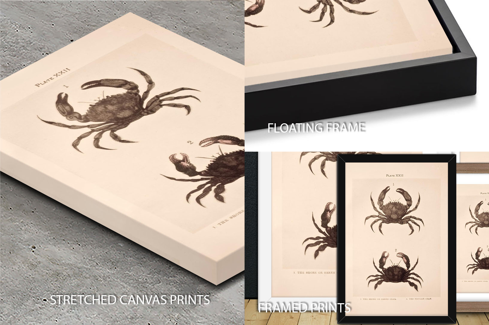 Shore and Fiddler Crab