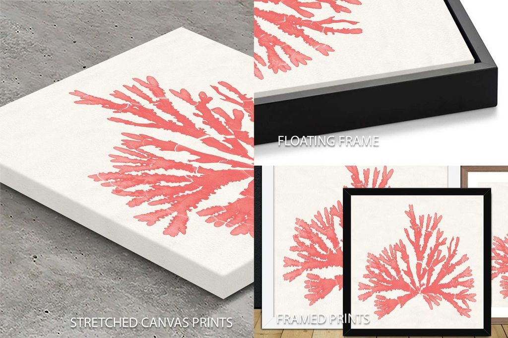 Pacific Sea Mosses IV